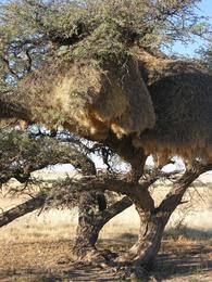 Kameldornbaum mit Nest von Webervgeln