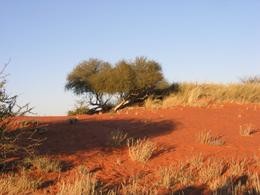 Abendstimmung in der Kalahari Wste