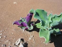 Pflanze in der Namib-Wste