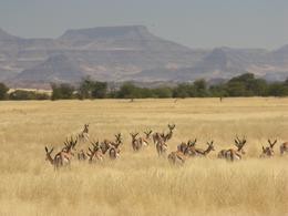 Antilopen im Damaraland