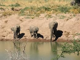 Wstenelefanten am Wasserloch