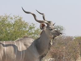Kudu-Bulle