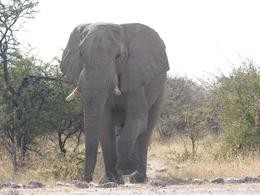 Elefantenbulle im Anmarsch