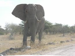 Drohender Elefantenbulle