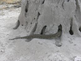 Python verschwindet im Termitenhgel