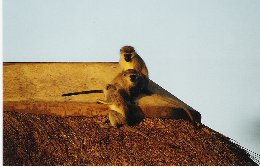 Affen auf dem Dach